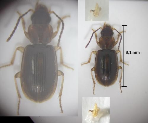 Acupalpus dubius